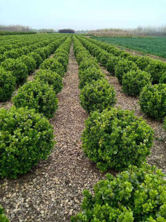 廊架施工、園林養(yǎng)護(hù)綠化、承接綠化工程綠化養(yǎng)護(hù)庭院設(shè)計(jì)