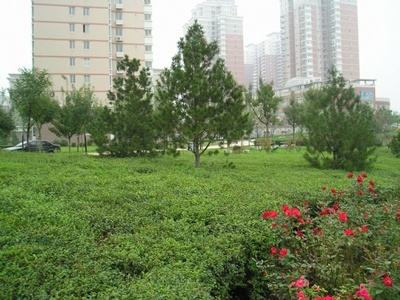 太原專業綠化公司