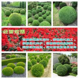 小葉女貞造型盆景樹樁灌木球小區(qū)學校廠區(qū)別墅酒店工程園林景觀綠化設(shè)計施工